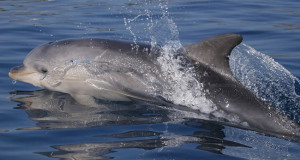 Oceanomare Delphis Onlus