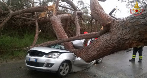 Auto schiaciata da un albero.