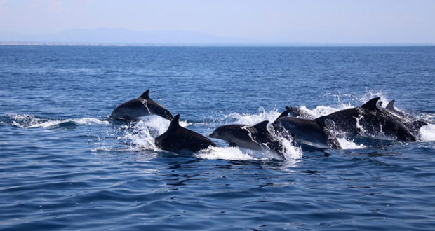 Delfini Capitolini