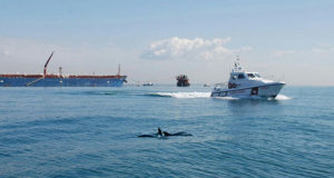 Firmato accordo per la tutela dei Delfini Capitolini