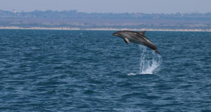 Delfini Capitoloni