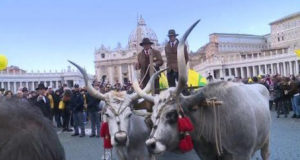 La benedizione degli animali in Piazza San Pietro