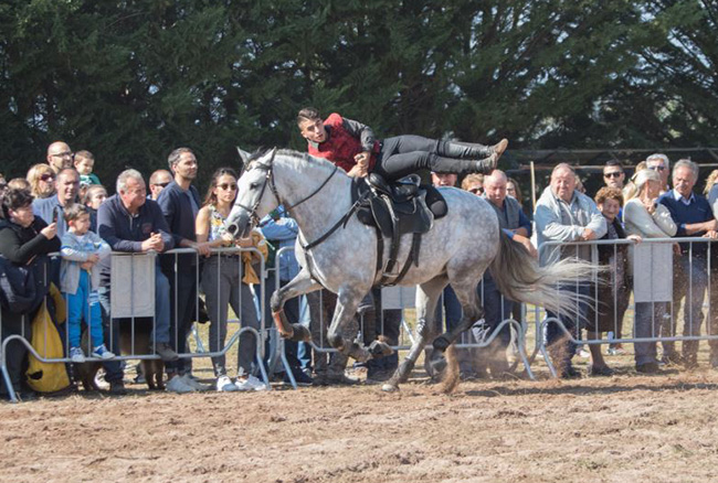 Spettacolo equestre