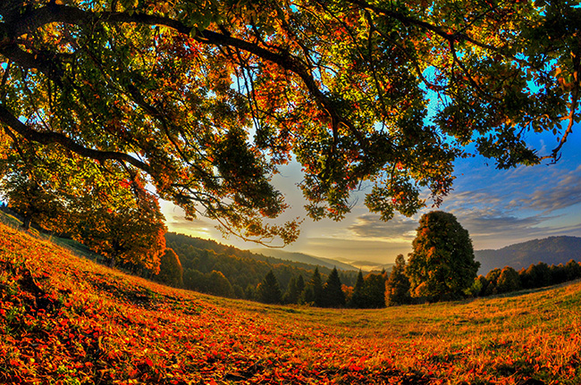 Asiago Foliage: colori e profumi della montagna