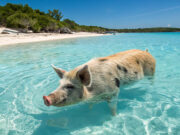 Nuotare con i maiali: un’esperienza unica alle Bahamas Pig Beach