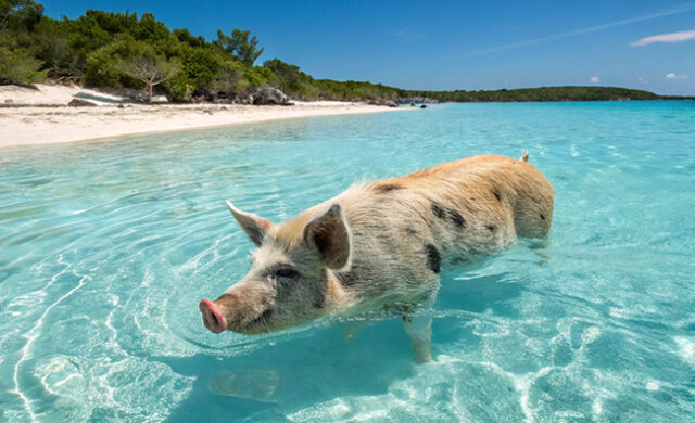 Pig Beach