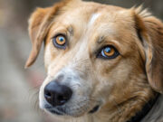 Il sesto senso dei cani: come capiscono quando stiamo male? I cani capiscono quando stiamo male