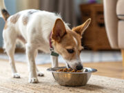 La dieta ideale per il tuo cane: consigli e alimenti da evitare Cibo per cani