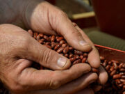 Giornata mondiale dei legumi, Slow Food Italia lancia 10 giorni per celebrarli con la campagna “Aggiungi un legume a tavola!” Giornata mondiale dei legumi