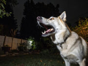 Cani che abbaiano di notte: cosa succede nella loro testa? Cani