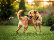 Quando il cane si morde la coda: un segnale da non sottovalutare Comportamento cane