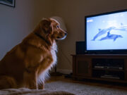 Cani e televisione: cosa vedono realmente i nostri amici a quattro zampe?