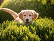 Giochiamo a nascondino! Il perché i cani amano così tanto questo gioco Il perché i cani amano così tanto giocare a nascondino?