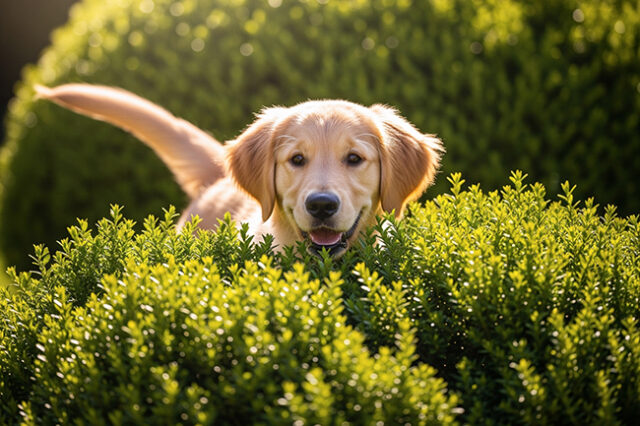 Il perché i cani amano così tanto giocare a nascondino?