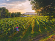 Provincia di Brescia, territorio diVino