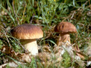 Val Taro e Val Ceno, dove l’autunno profuma di porcini, castagne e altre prelibatezze