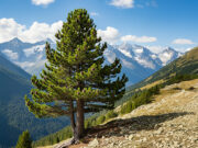 Il Cirmolo, un legno che cura: i benefici del “Re delle Alpi” Cirmolo