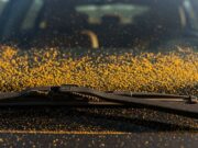 Polline sul parabrezza: l’errore con i tergicristalli che distrugge il vetro Dettaglio ravvicinato di un parabrezza auto ricoperto di polline giallo con la spazzola del tergicristallo in evidenza.