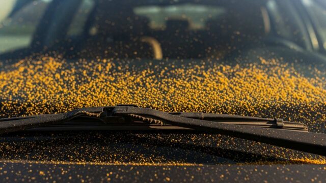 Dettaglio ravvicinato di un parabrezza auto ricoperto di polline giallo con la spazzola del tergicristallo in evidenza.