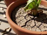 Balcone estate 2026: l’errore che fa seccare le piante appena comprate Pianta appassita in vaso di terracotta con terra secca su un balcone assolato