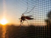 Zanzare in casa: l’errore che fai ogni sera sul balcone senza saperlo Zanzara sulla zanzariera al tramonto vista dall'interno