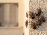 Cimici asiatiche in casa col caldo di settembre: cosa le fa entrare adesso Gruppo di cimici asiatiche aggregate sull'angolo di una parete esterna di casa in una calda giornata di settembre