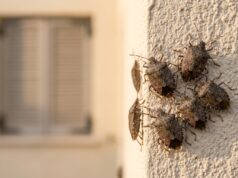 Cimici asiatiche in casa col caldo di settembre: cosa le fa entrare adesso Gruppo di cimici asiatiche aggregate sull'angolo di una parete esterna di casa in una calda giornata di settembre