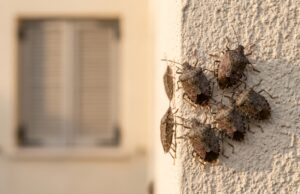 Cimici asiatiche in casa col caldo di settembre: cosa le fa entrare adesso Gruppo di cimici asiatiche aggregate sull'angolo di una parete esterna di casa in una calda giornata di settembre