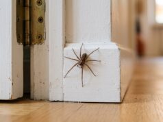 Perché in autunno ci sono più ragni in casa: la spiegazione che in pochi conoscono Ragno delle case di grandi dimensioni su un battiscopa bianco vicino allo stipite di una porta, in un corridoio autunnale