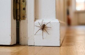 Perché in autunno ci sono più ragni in casa: la spiegazione che in pochi conoscono Ragno delle case di grandi dimensioni su un battiscopa bianco vicino allo stipite di una porta, in un corridoio autunnale