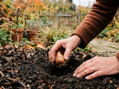 Bulbi di tulipani e narcisi in ottobre: quando piantarli e l’errore che rovina la fioritura Mani che interrano un bulbo di tulipano nella terra scura di un giardino in autunno