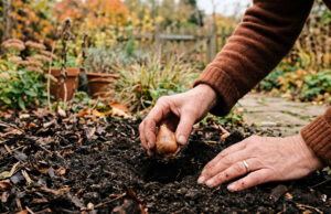 Bulbi di tulipani e narcisi in ottobre: quando piantarli e l’errore che rovina la fioritura Mani che interrano un bulbo di tulipano nella terra scura di un giardino in autunno