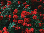 Quante rose regalare: il numero conta più di quanto pensi Un fitto cespuglio naturale e rigoglioso di tantissime rose rosse fiorite circondate da foglie verde scuro.