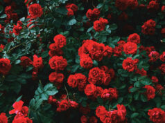 Quante rose regalare: il numero conta più di quanto pensi Un fitto cespuglio naturale e rigoglioso di tantissime rose rosse fiorite circondate da foglie verde scuro.