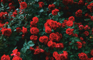 Quante rose regalare: il numero conta più di quanto pensi Un fitto cespuglio naturale e rigoglioso di tantissime rose rosse fiorite circondate da foglie verde scuro.