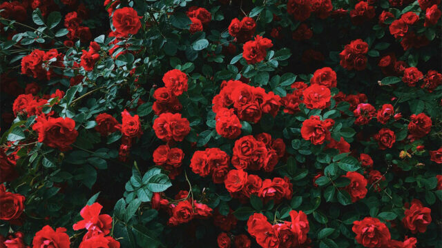 Significato e numero delle rose rosse da regalare Un fitto cespuglio naturale e rigoglioso di tantissime rose rosse fiorite circondate da foglie verde scuro.